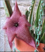 Stapelia 5